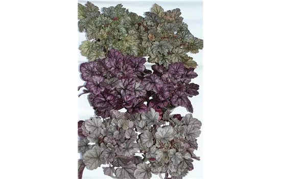 Heuchera Mix Set silber-grau Heuchera Mix Set silber-grau