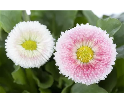Bellis perennis 'Erdbeersahne' Bellis perennis 'Erdbeersahne'