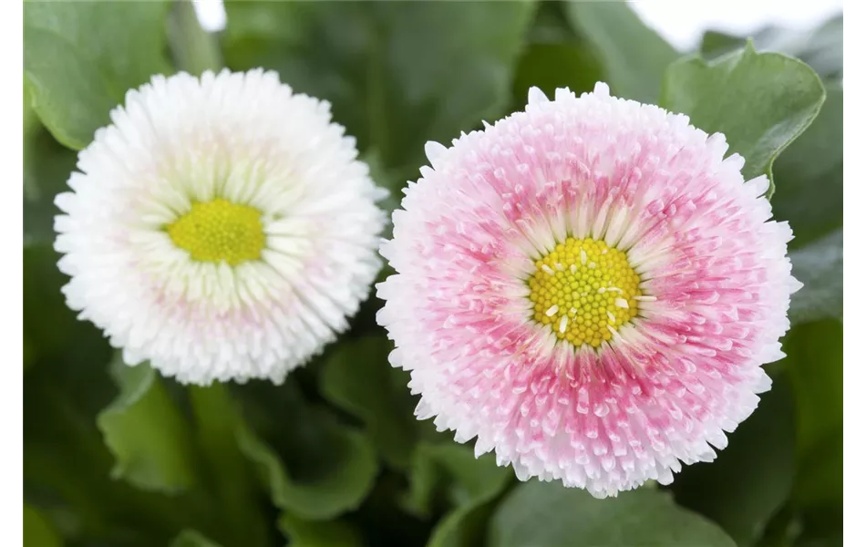 Bellis perennis 'Erdbeersahne'