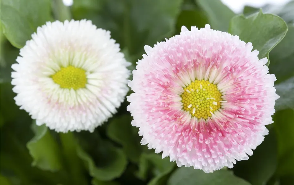 Bellis perennis 'Erdbeersahne'