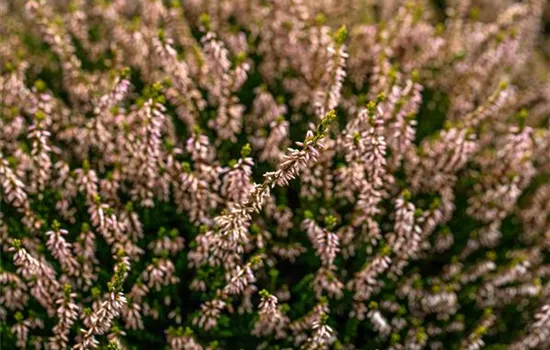 Knospenheide 'Theresa' im Topf