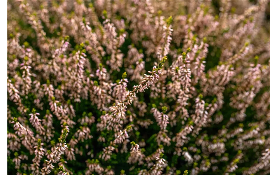 Calluna vulgaris Gardengirls® 'Theresa', rosa Calluna vulgaris Gardengirls® 'Theresa', rosa