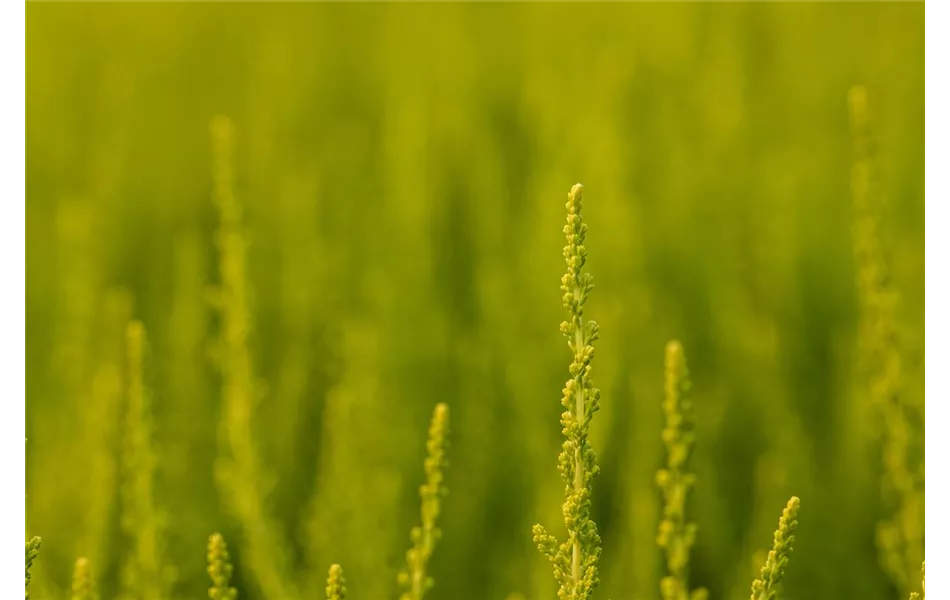 Calluna vulgaris Gardengirls® 'Zeta' Calluna vulgaris Gardengirls® 'Zeta'