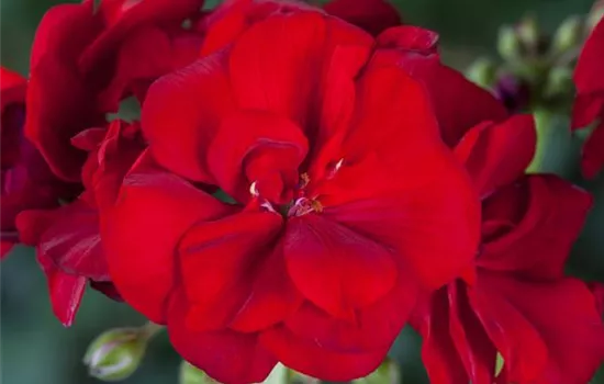 Geranie stehend 'Bernd', dunkelrote Blüte