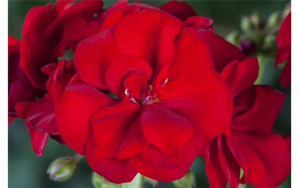 Geranie stehend 'Bernd', dunkelrote Blüte