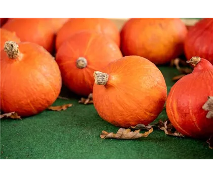 Herz-Hokkaido Kürbis