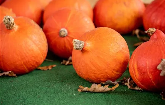 Herz-Hokkaido Kürbis