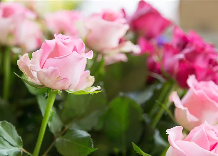 Rosen-Schnitt_k.jpg Rosen-Schnitt_k.jpg