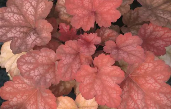 Heuchera