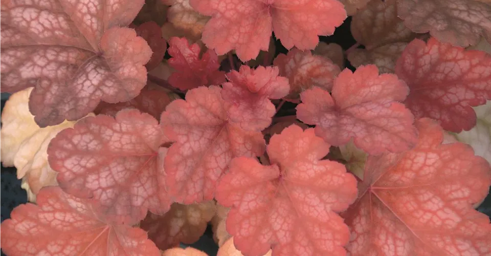 Heuchera Amber Lady mit bernsteinfarbenem Laub