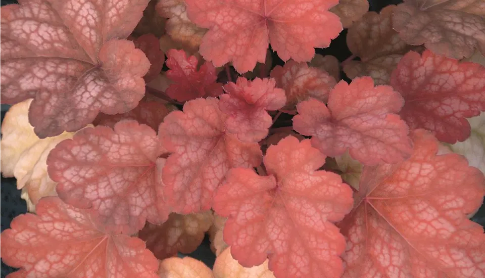 Heuchera Amber Lady mit bernsteinfarbenem Laub