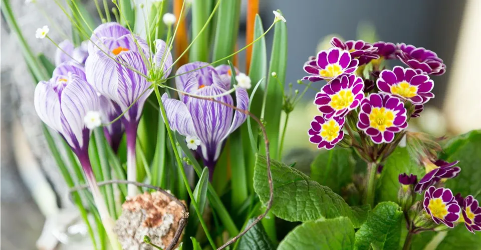Frühlingsschale mit Krokussen und Primeln Frühlingsschale mit Krokussen und Primeln