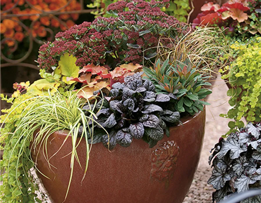 Herbstlich bepflanzter Kübel mit Gräsern und Blattschmuck