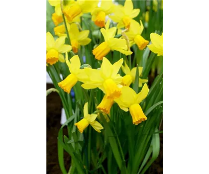 Edelnarzisse 'Jetfire'