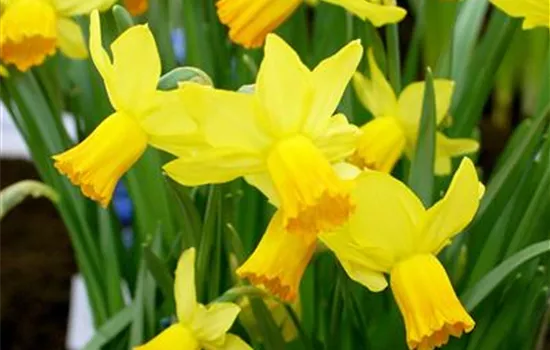 Edelnarzisse 'Jetfire' Edelnarzisse 'Jetfire'