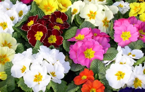 Primel acaulis, Mix Set - Frühlingsboten im Farbmix
