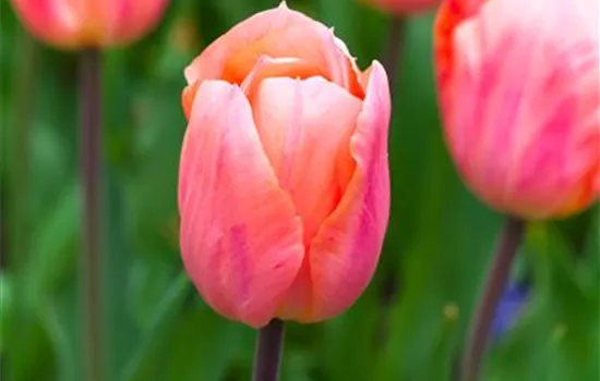Tulpe 'Apricot Beauty'