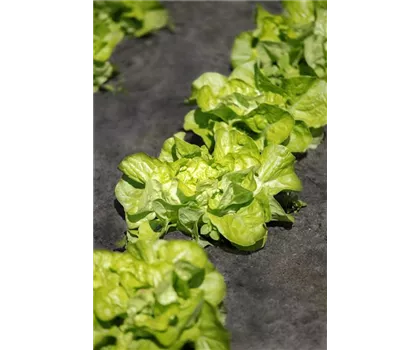Kopfsalat Kopfsalat