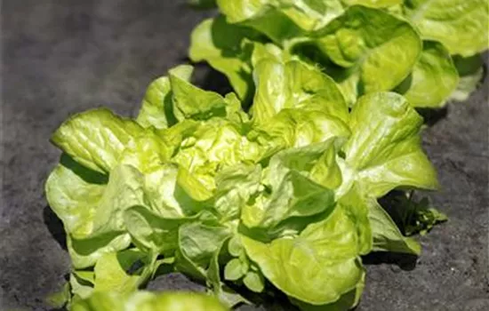 Kopfsalat Kopfsalat