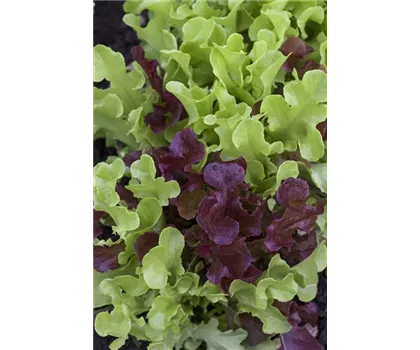 Babyleaf-Salat Babyleaf-Salat