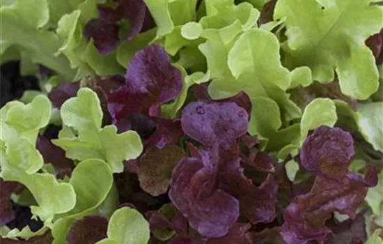 Babyleaf-Salat Babyleaf-Salat