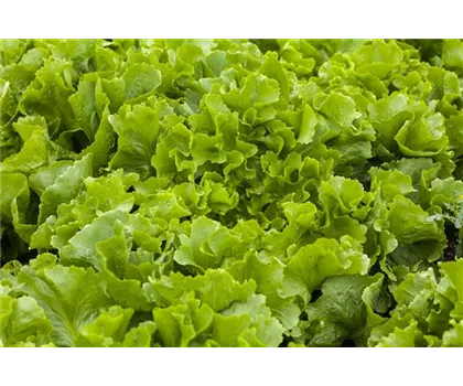 Eichblattsalat grün Eichblattsalat grün