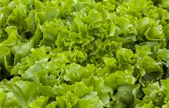 Eichblattsalat grün Eichblattsalat grün