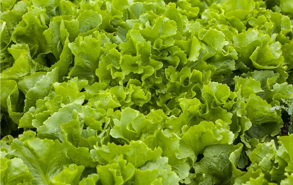Eichblattsalat grün
