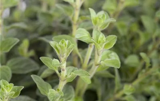 Oregano 