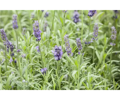 Echter Lavendel 'Hidcote' 