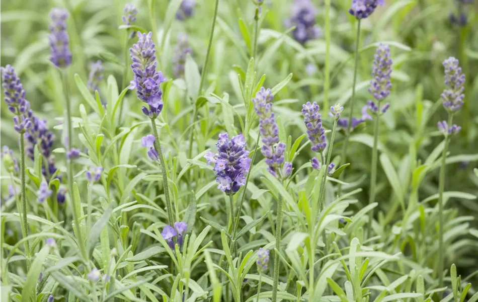 Echter Lavendel 'Hidcote' 