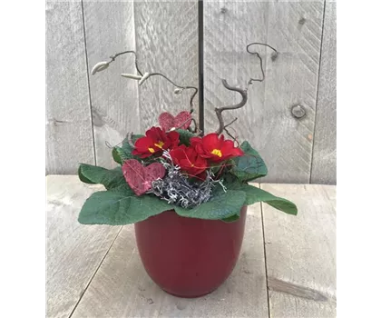 Primel-Arrangement "Lady in Red"  Primel-Arrangement "Lady in Red"