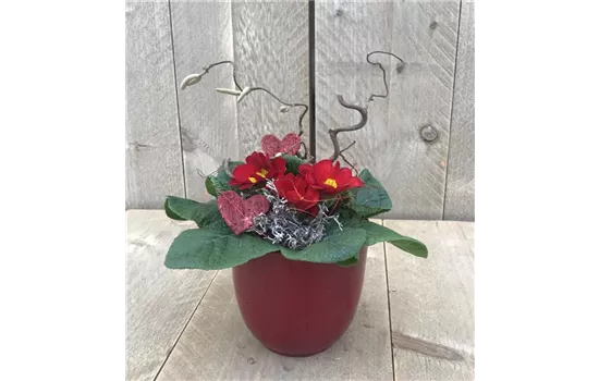 Primel-Arrangement "Lady in Red"  Primel-Arrangement "Lady in Red"
