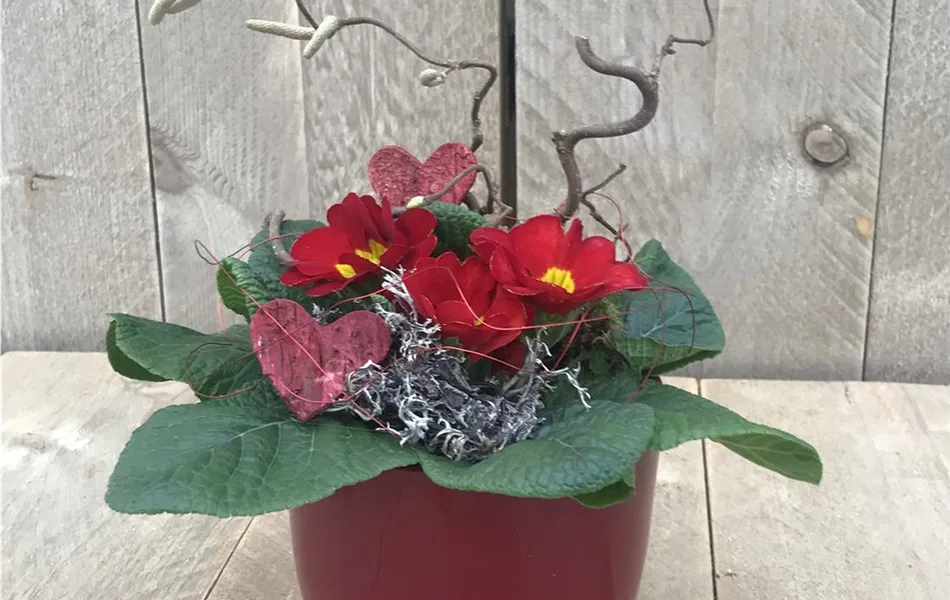 Primel-Arrangement "Lady in Red" 