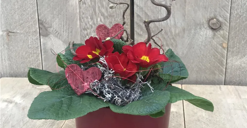 Primel-Arrangement in roter Keramik, ausdekoriert