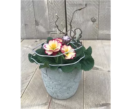 Primel-Arrangement "Feuer und Flame" Primel-Arrangement "Feuer und Flame"