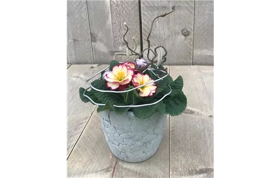 Primel-Arrangement "Feuer und Flame" Primel-Arrangement "Feuer und Flame"