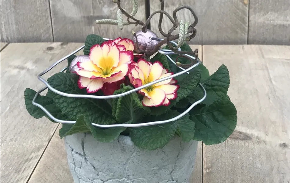 Primel-Arrangement "Feuer und Flame"