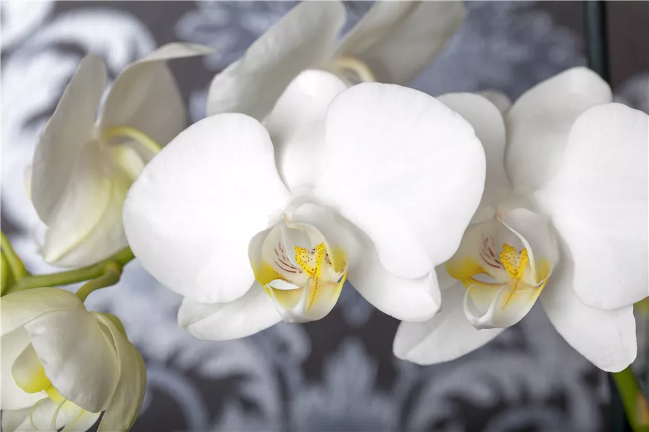 Phalaenopsis Arrangement - wei