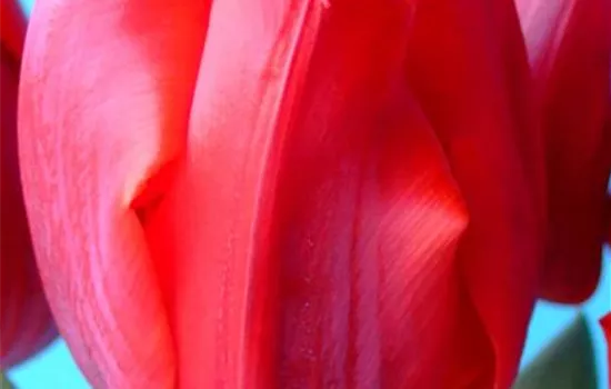 Tulpe 'Arma' 