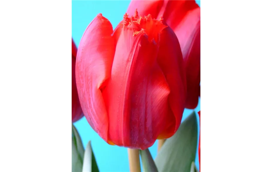 Tulpe 'Arma'  Tulpe 'Arma'