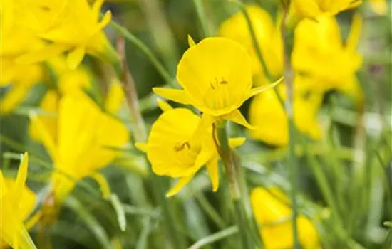 Narzisse 'Golden Bells' 