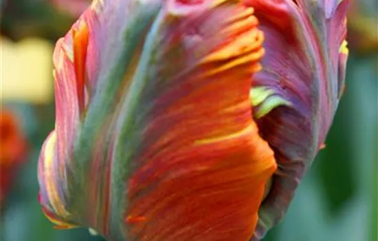 Tulpe 'Blumex'® 