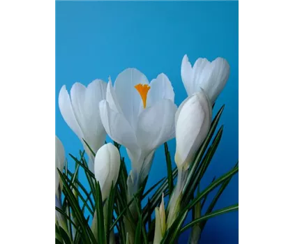 Crocus vernus 'Jeanne d´Arc' - weiss Crocus vernus 'Jeanne d´Arc' - weiss