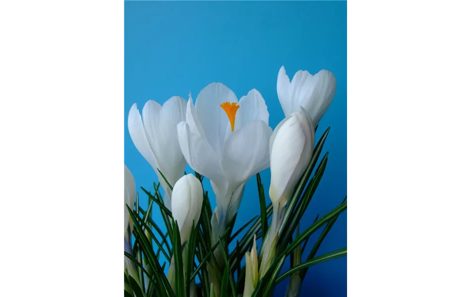 Crocus vernus 'Jeanne d´Arc' - weiss Crocus vernus 'Jeanne d´Arc' - weiss