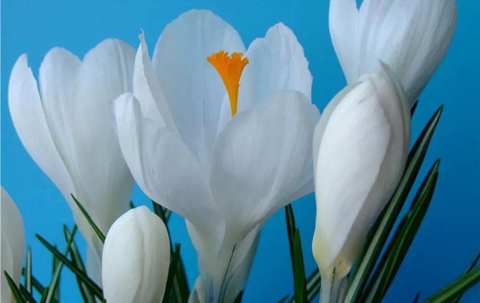 Crocus vernus 'Jeanne d´Arc' - weiss