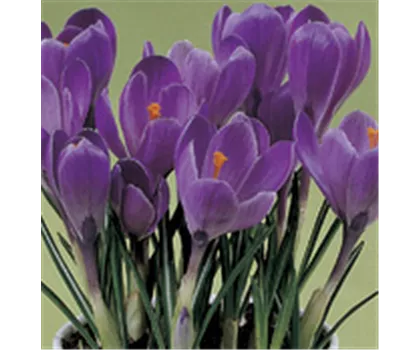 Crocus vernus 'Flower Record' - lila Crocus vernus 'Flower Record' - lila