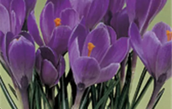 Crocus vernus 'Flower Record' - lila Crocus vernus 'Flower Record' - lila