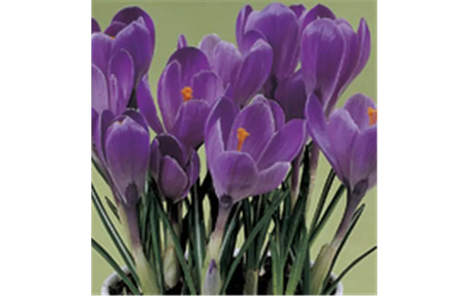 Crocus vernus 'Flower Record' - lila Crocus vernus 'Flower Record' - lila