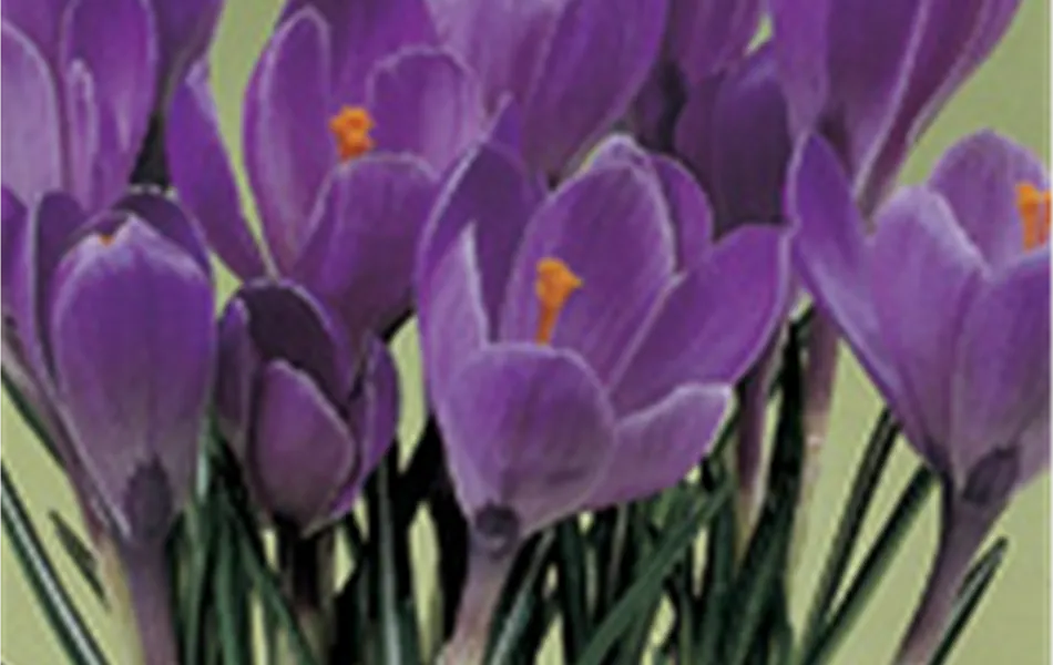 Crocus vernus 'Flower Record' - lila